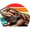 Bearded Dragon Lizard