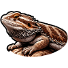 Bearded Dragon Lizard