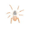 I Love My Tarantula