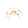 Boy Tarantula King