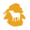 Beef Beef Cow