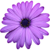 FLEUR POURPRE