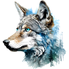 Coyote