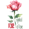 Rose: Symbol of love