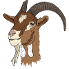 Capra