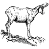 Chamois