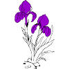 Lys