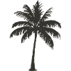Palm tree