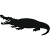 Crocodile