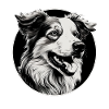 Austrailianischer Schäferhund