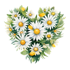 Daisy Heart