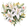 Lily Heart