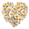 Daisy Bouquet