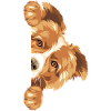 Peeking Border Collie dog