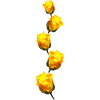 yellow roses