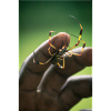 Spinne