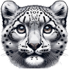 Snow Leopard Leopard White Leopard