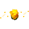 gelbe Rosen
