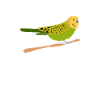 Budgie Bird Pet Parakeet Gift