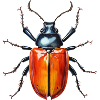 Springtime Bug