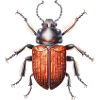Spring Bug