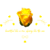 beautiful rose