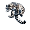 Snow Leopard Leopard White Leopard