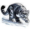 Snow Leopard Leopard White Leopard