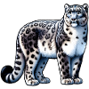 Snow Leopard Leopard White Leopard