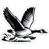 Funny Canadian Goose