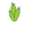 Cactus beautiful plant