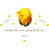 rose beautiful yellow rose