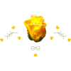 Roses Yellow Rose