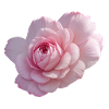 Rose Pink