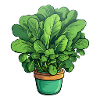 Spinach in a pot