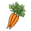 Carrot bunch