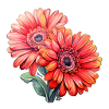Gerbera Marguerites 2 Fleurs