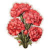 Carnations Carnation