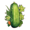 Cucumber