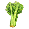 Celery or celery stalk