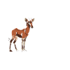 Funny zookeeper okapi lover