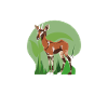 Funny zookeeper okapi lover