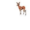 Funny zookeeper okapi lover