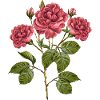 Fleur