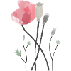 Pink poppy seeds