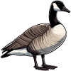 Canadian Goose Image
