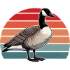 Canadian Goose Goose Geese Canada