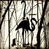 Black Flamingos