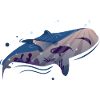 Whale Blue Whale