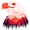 Eagle Bald Eagle
